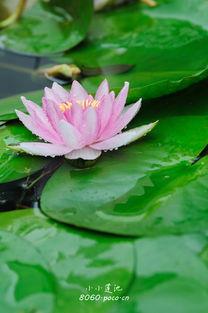 小小莲池,探寻自然之美与心灵宁静的秘境之旅