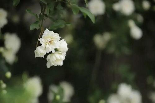 开到荼靡,一场关于生命绽放的深情演绎